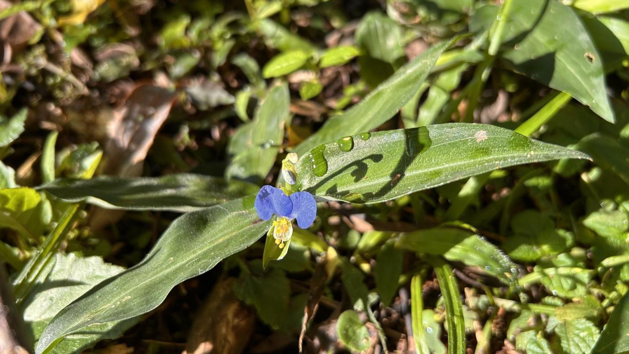 Chalet Chale Hortensia Cunha